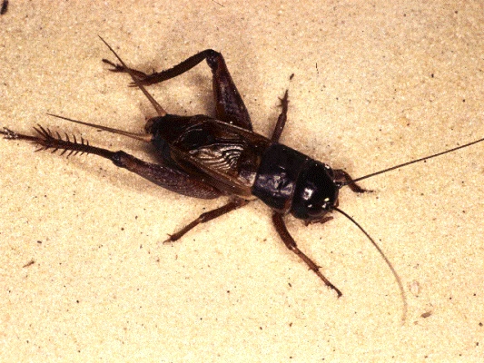 Cricket Caper