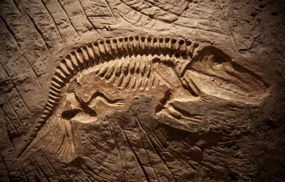 University of Montana Invites You to Fossil Day