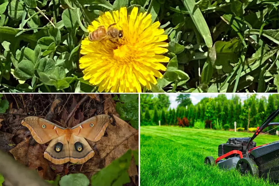 The Truth About Montana Lawns From A Local Expert