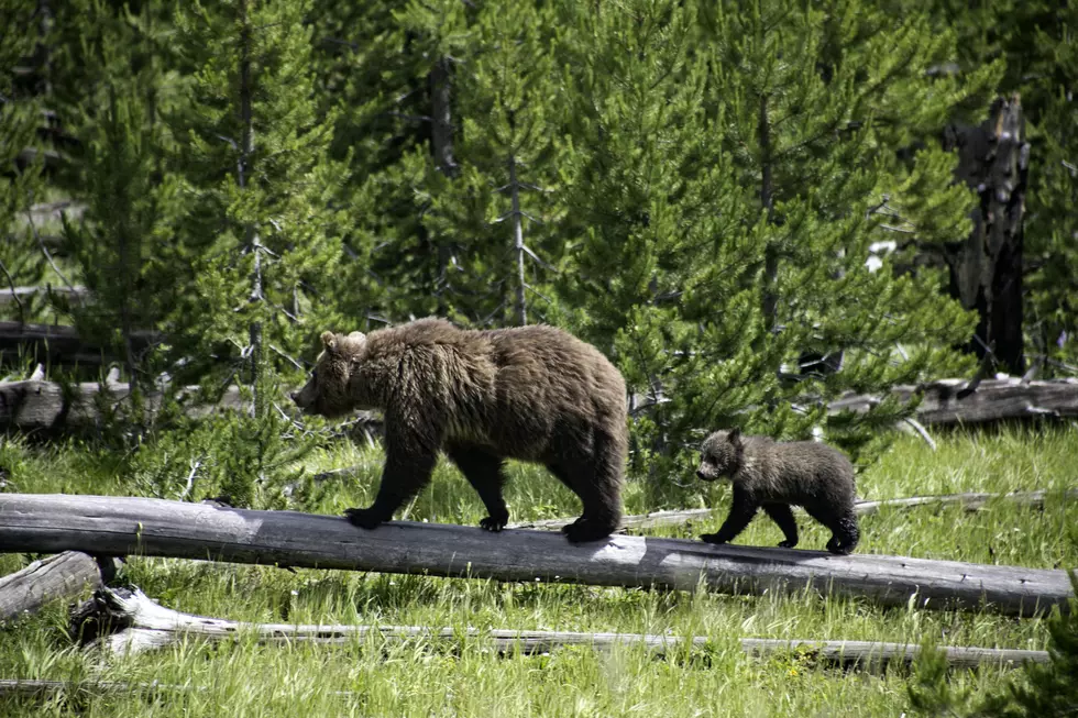 Two Bears Spotted On UM Campus