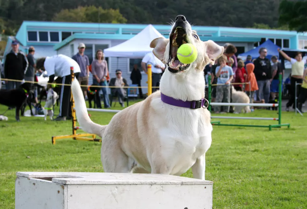 Missoula Pet Fest Set to Return to Caras Park This Summer