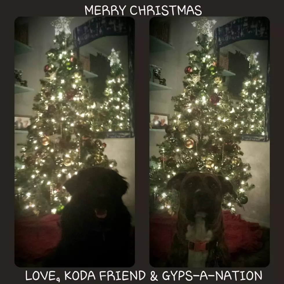Our First Ever Christmas Tree Is Up