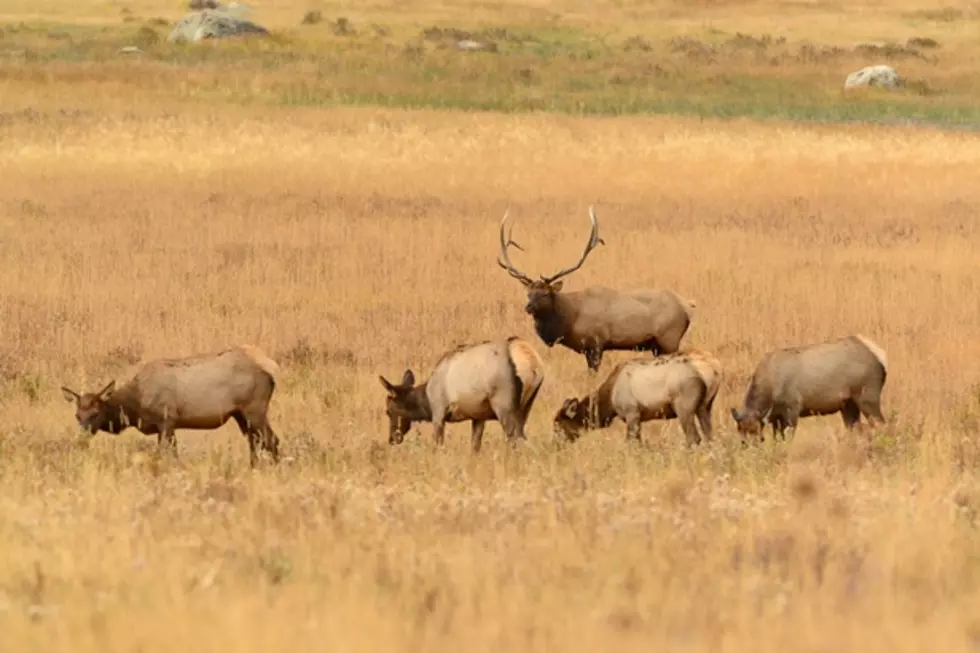 Montana Hunters Can Apply Soon for Game Damage Hunts