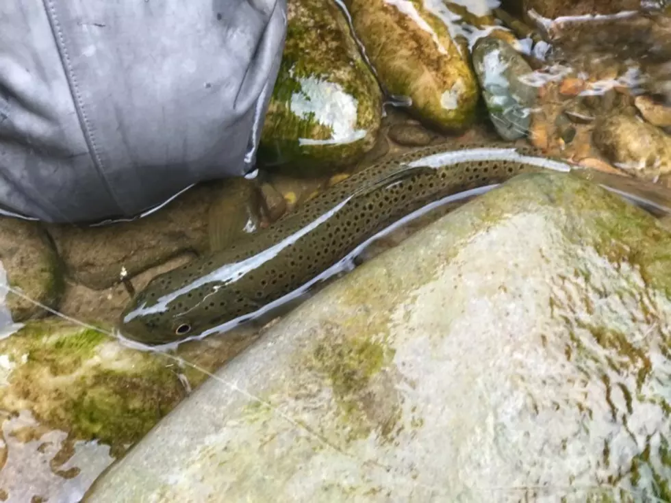Fly Fishing Rock Creek on a Cool Fall Sunday