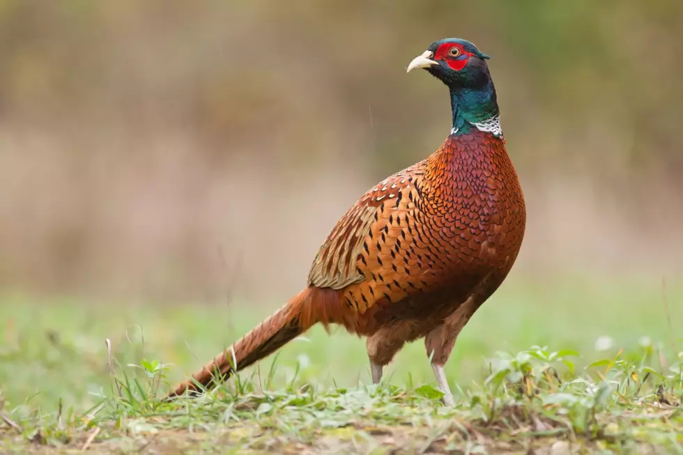Missoula Pheasants Forever Banquet Coming Soon