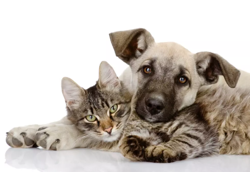 Reduced Price Vaccine and Microchip Clinic This Week
