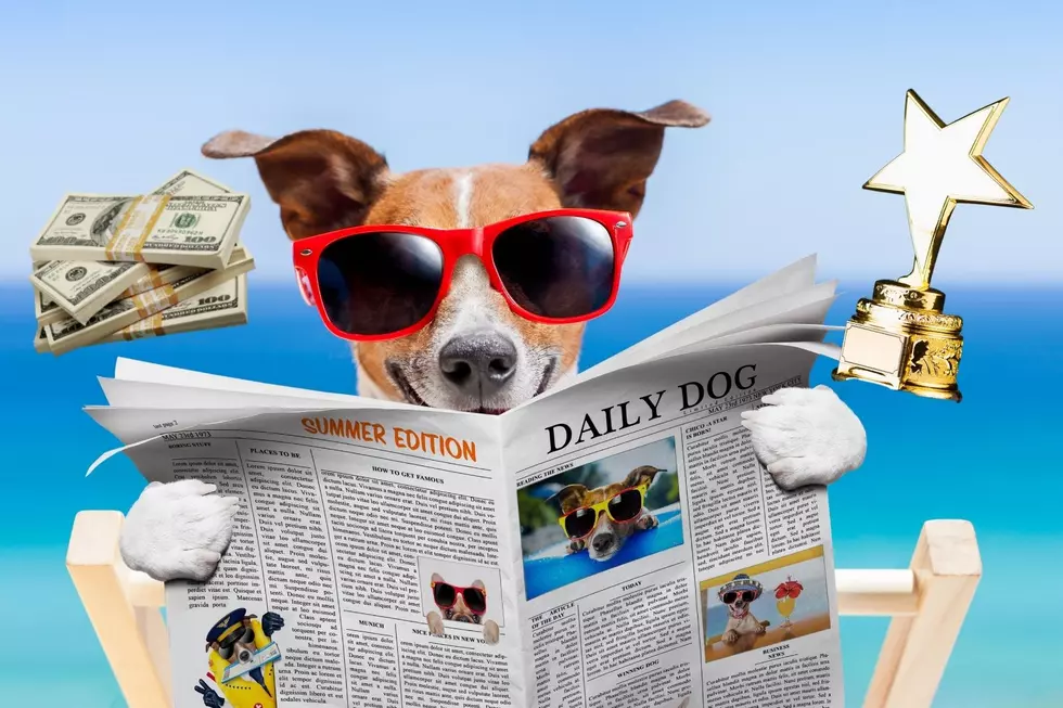 Will a Montana Bulldog Be Crowned ‘America’s Favorite Pet?’