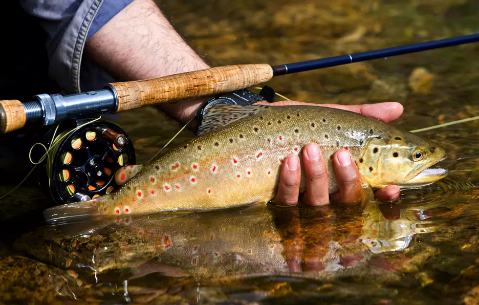FWP Takes on Montana Trout Decline With New Restriction Proposals