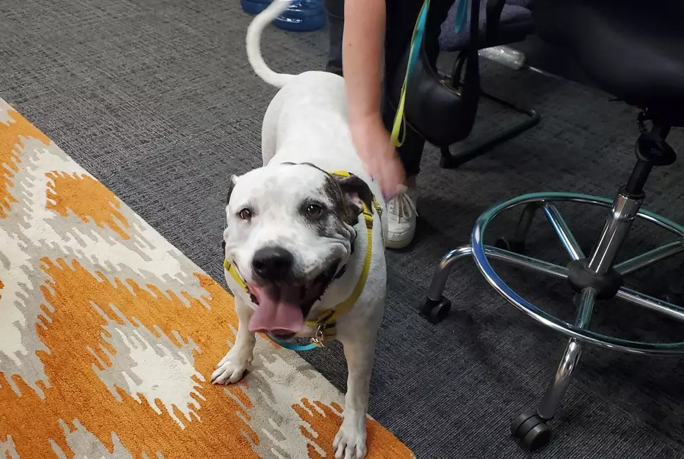 Pet adoptions in Missoula Montana