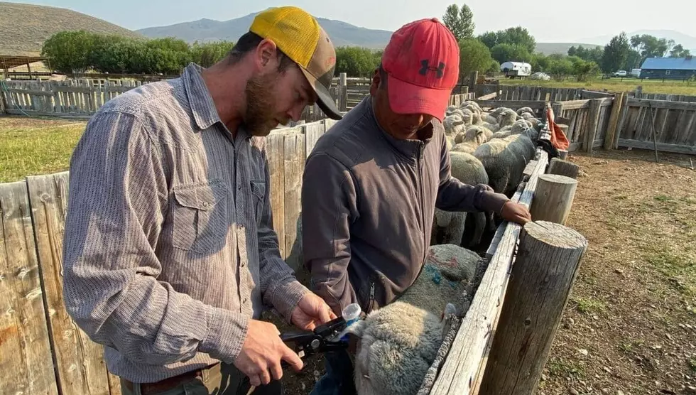 Lit Up Livestock? It Could Reduce Losses for Montana Ranchers