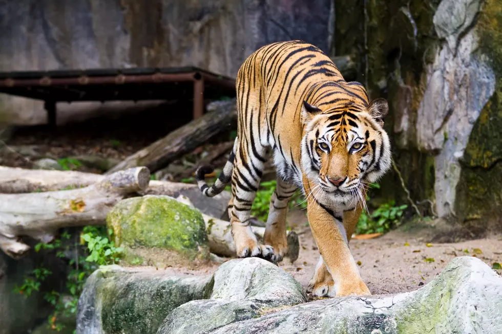 Montana’s Famous Magician Pulls Vegas Tiger Sanctuary Proposal