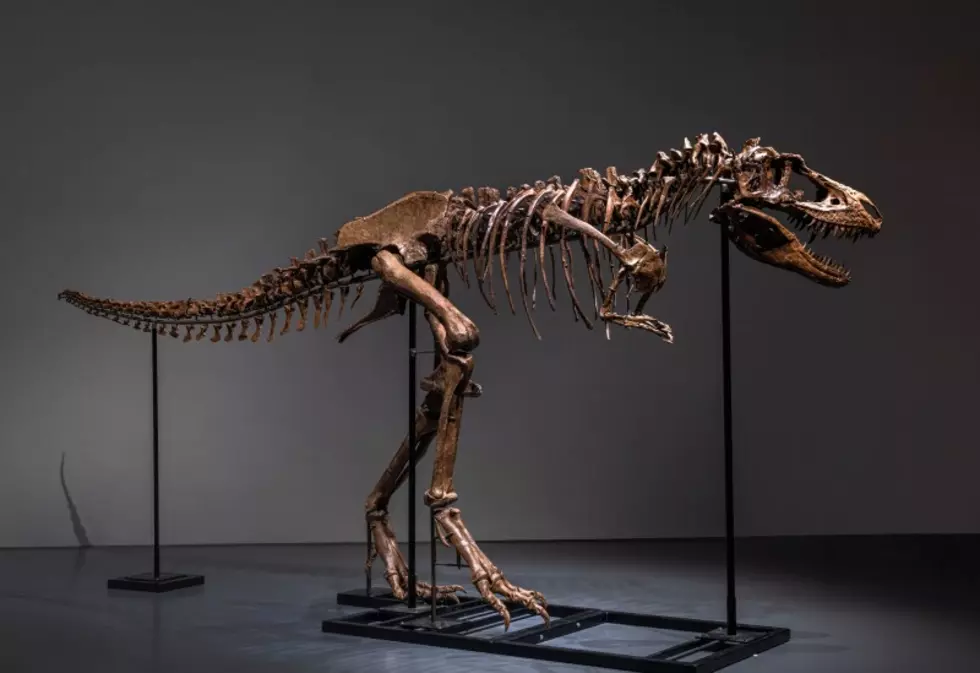 How Much? Stunning Montana Dinosaur Fossil Sold To Highest Bidder